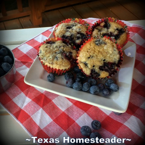 Homemade blueberry muffins with fresh blueberries. #TexasHomesteader