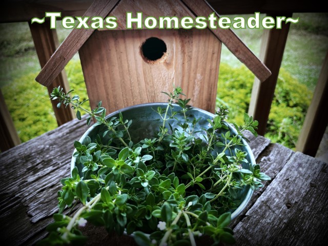 Fresh thyme in metal bowl in front of wooden birdhouse. #TexasHomesteader