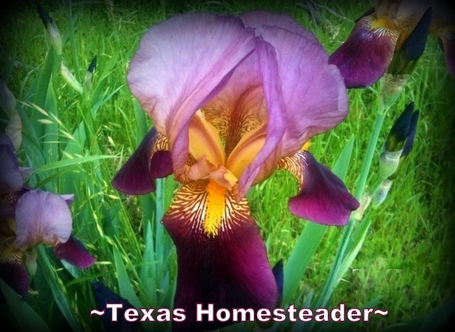 Iris bulbs. Some beautiful yet very hardy plants I've been able to get to thrive in our difficult growing conditions (Botanical Hole Of Death) #TexasHomesteader