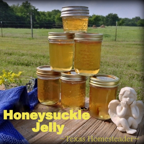 We have lots of great jelly recipes, like this delicious HONEYSUCKLE jelly, like childhood memories in a jar! #TexasHomesteader