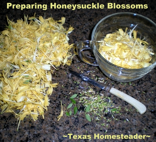 Preparing Honeysuckle Blossoms. This honeysuckle jelly made with the blossoms of honeysuckle tastes just like the blossoms I remember as a child - absolutely delicious! #TexasHomesteader