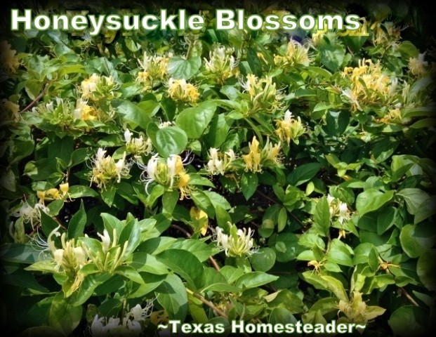 Honeysuckle blossoms blooms for making homemade jelly #TexasHomesteader