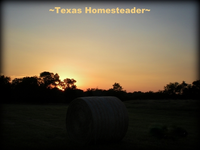 This beautiful shot of the first peak of sun touching a brand-new bale of hay. The work day of moving and stacking hay is about to begin. #TexasHomesteader