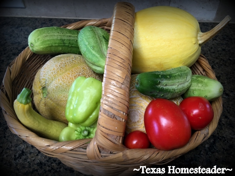 Healthy vegetables & produce from the garden in a wicker basket. #TexasHomesteader