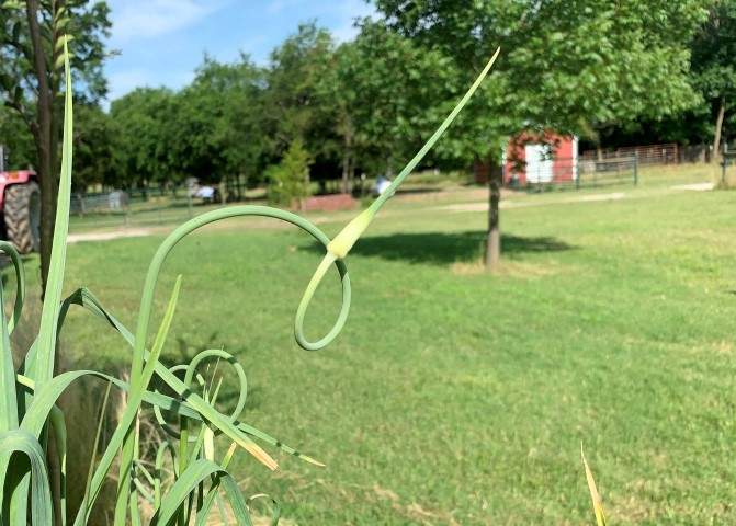 Garlic scapes are just the blooms of garlic. Remove them to preserve energy for the plant. But they're edible! #TexasHomesteader