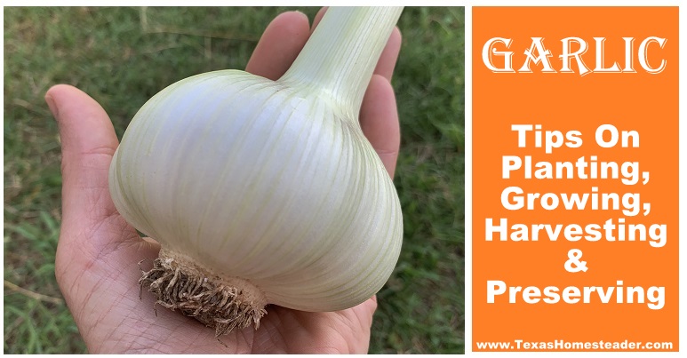 Tips of planting, growing, harvesting and preserving garlic. #TexasHomesteader