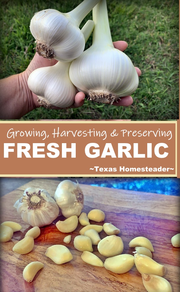 We grow lots of garlic, and we make sure to preserve it so it's not wasted. See what methods are successful for us. #TexasHomesteader