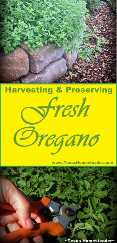 Harvesting & Preserving Fresh Oregano From The Edible Landscape Garden. #TexasHomesteader