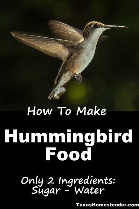 Hummingbird in flight looking for food sugar water #TexasHomesteader