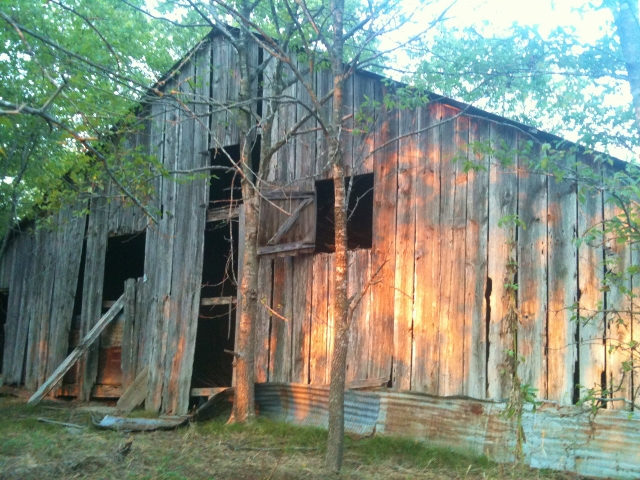 In searching for the identity of fruit trees at an old homestead we consulted the extension agent. The answer was received! #TexasHomesteader