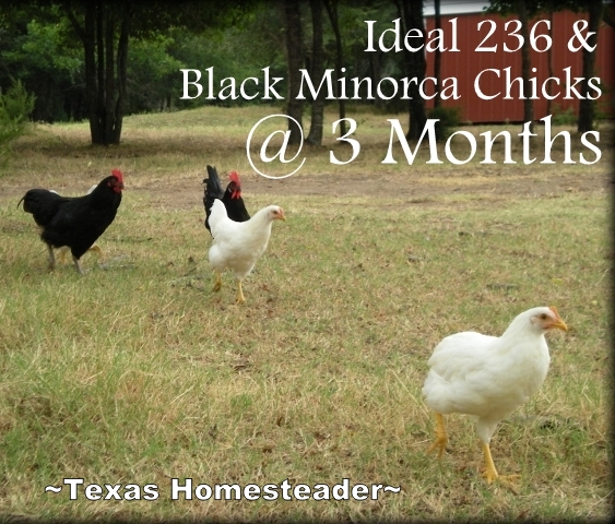 We are raising Black Minorca and Hybrid Ideal 236 chickens and it has been so much fun. Read about our experience with them. #TexasHomesteader