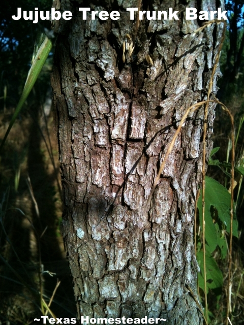 In searching for the identity of fruit trees at an old homestead we consulted the extension agent. The answer was received! #TexasHomesteader