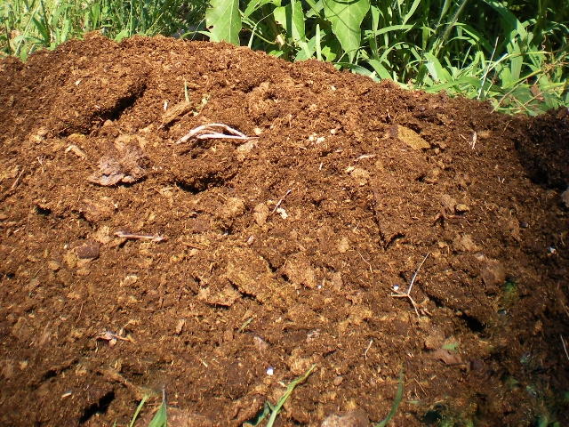 We have constant access to one of the most important components of my compost - Manure! Come read how we use this precious resource #TexasHomesteader