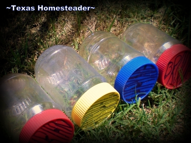 Plastic Jars = Bug Catchers For Kids. What items can be repurposed from their original use before throwing away? Read what we do with glass and plastic jars and holey socks. #TexasHomesteader