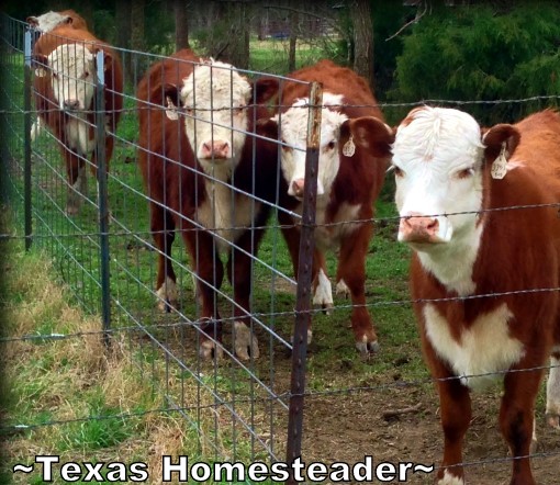 A wonderful sight for this cattle rancher - beautiful group of Hereford heifers! #TexasHomesteader