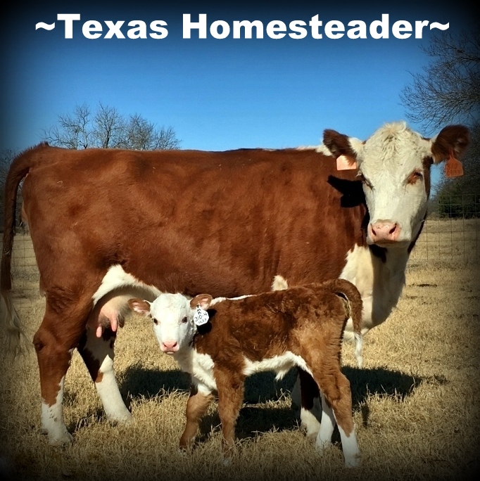 Mama cow and baby calf on Texas Homestead. #TexasHomesteader
