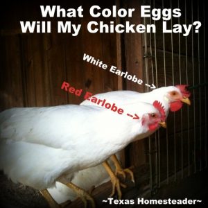 Ideal 236 Chickens - What Color Eggs? ~ Texas Homesteader