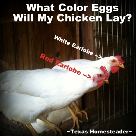 The color of a chicken's ear lobe gives a hint as to what color egg they will lay. I've learned how much healthier free-range eggs are - but I've learned so much more about them too. Read all the benefits. #TexasHomesteader