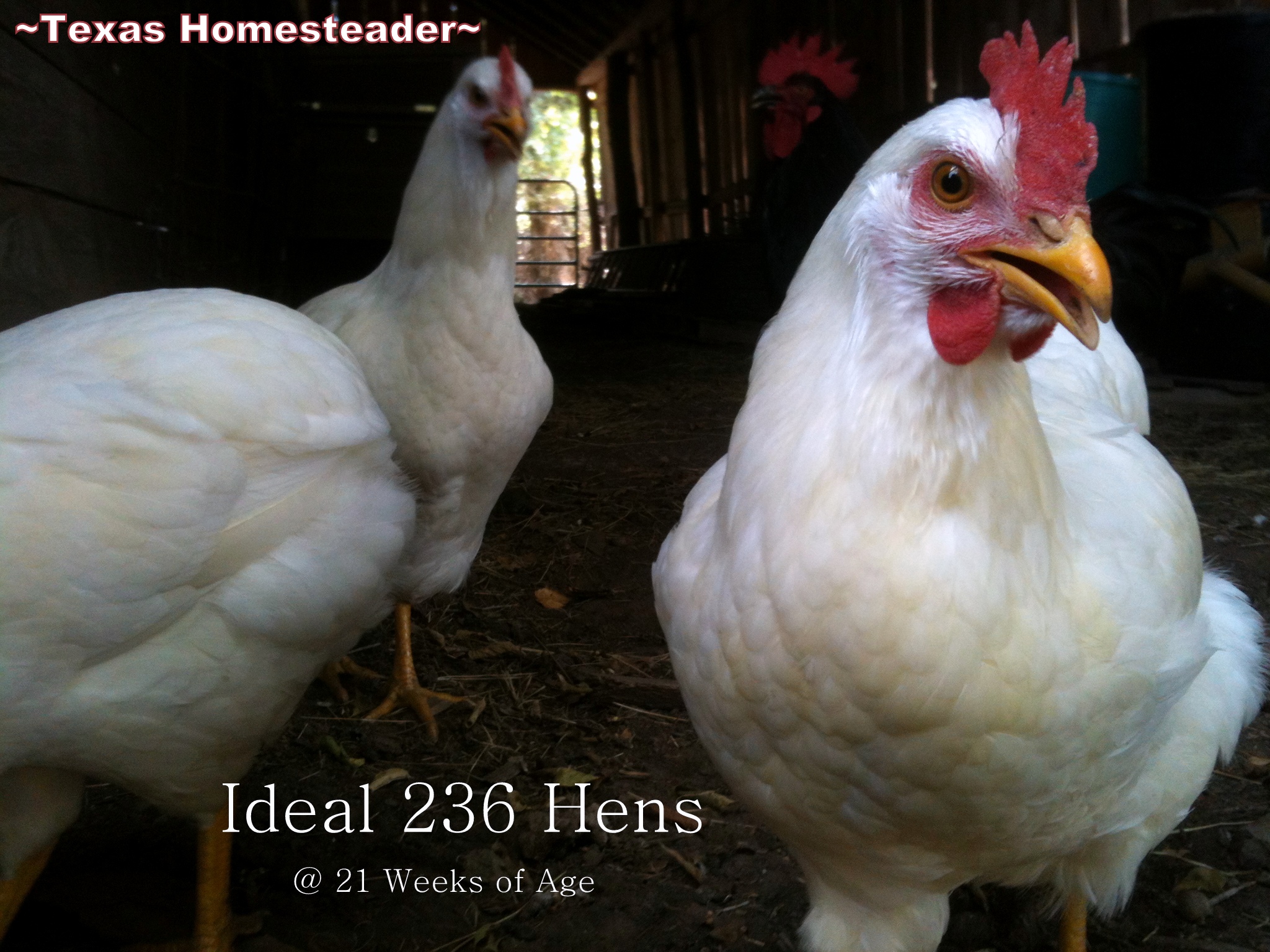 Ideal 236 chickens at 21 weeks old begin laying eggs. #TexasHomesteader