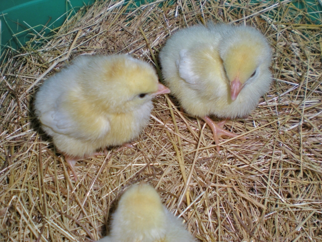 Ideal 236 baby chicks chickens. #TexasHomesteader