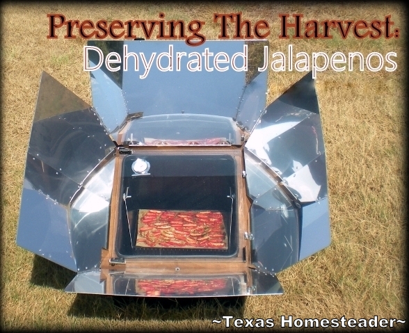 I use my solar oven to dehydrate jalapenos from our garden. I grind them into a powder and use them to put some SIZZLE into our food. #TexasHomesteader