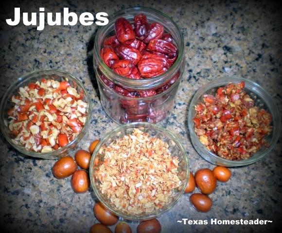 The old trees at the abandoned homestead were Jujube Fruit. I experimented with different ways to preserve the fruit - come see! #TexasHomesteader