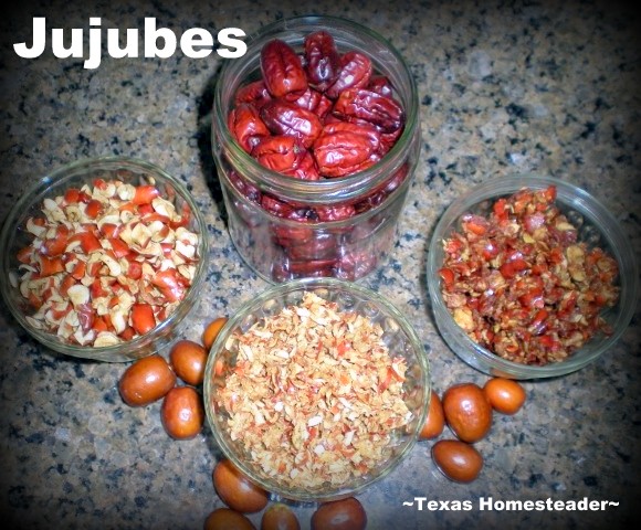 At a site of an old abandoned homestead I stumbled upon a grove and I was curious - what could this grove be? The answer? JUJUBE! #TexasHomesteader