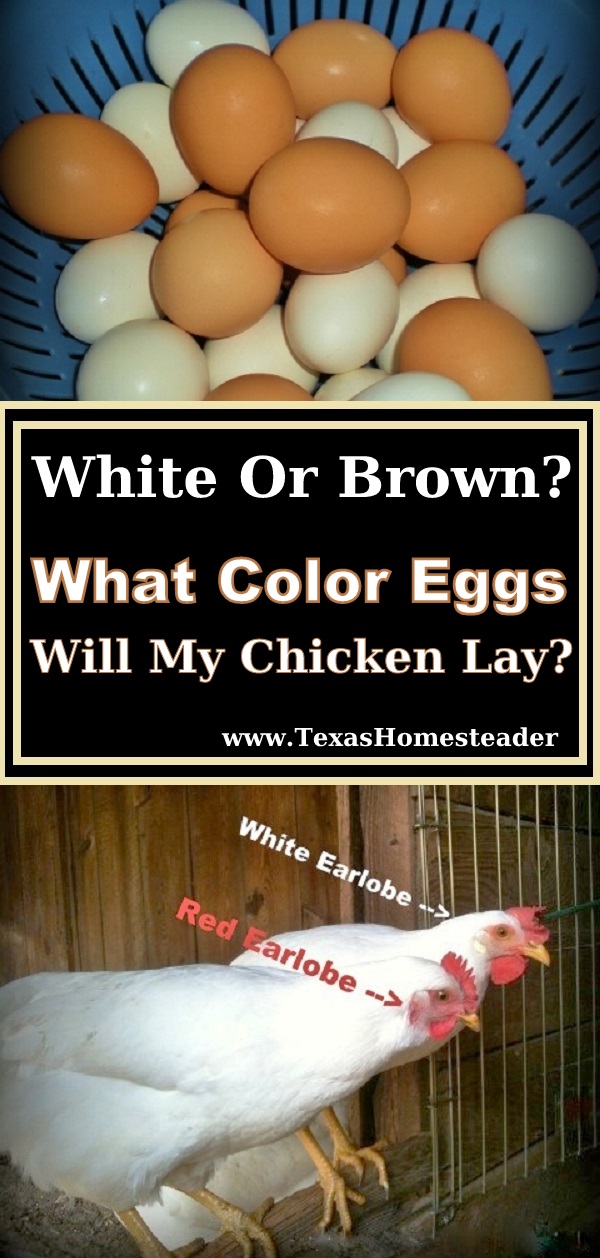 Who's laying the brown eggs, who's laying the white one? I guess it's not an old wives tale after all, I discovered you can tell what color eggs your hens will lay by the color of their ear lobes! #TexasHomesteader 