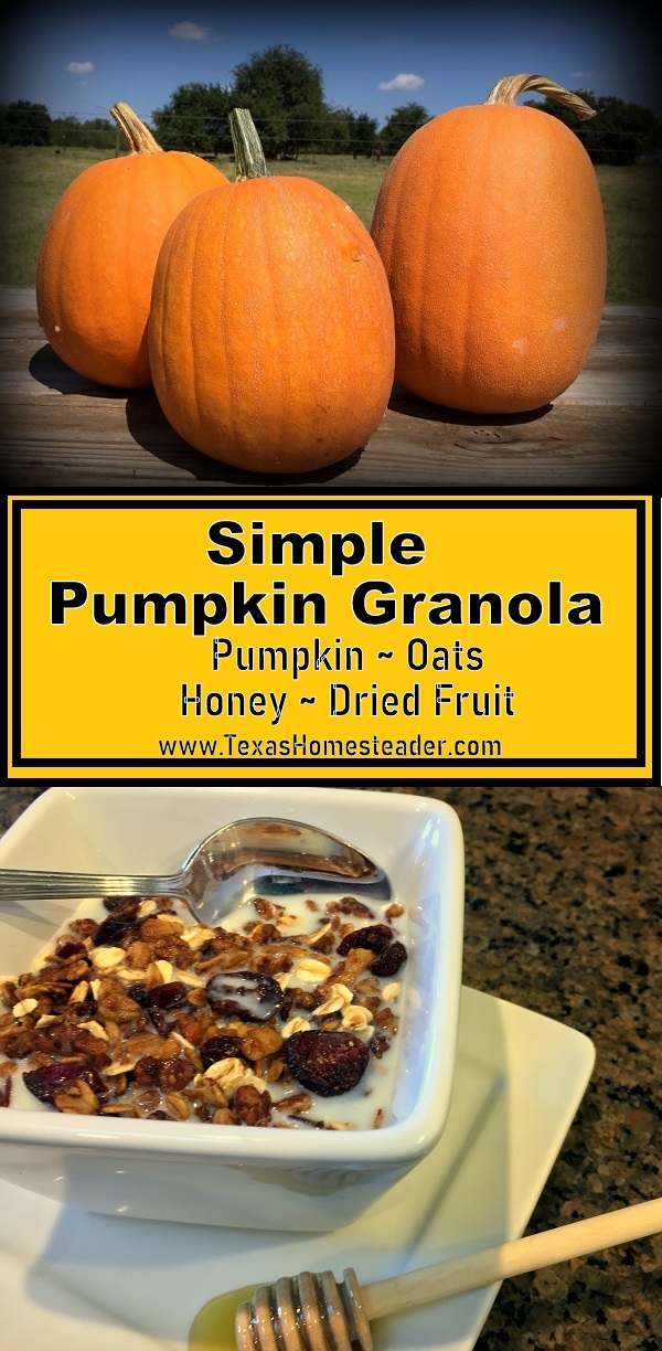 Simple homemade pumpkin granola recipe is easy and makes a gallon of granola. #TexasHomesteader