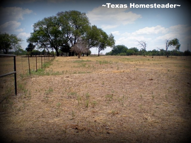 Drought grips our Texas Homestead, killing grass and trees. #TexasHomesteader