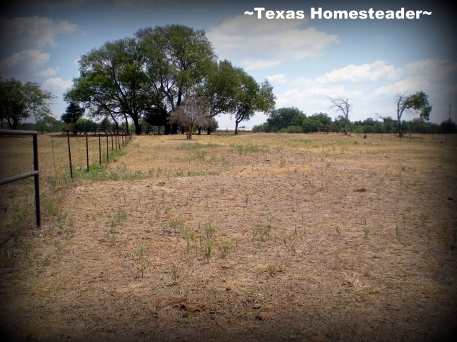 Circumstances may be out of our control, but it's with a renewed sense of optimism that we look toward the next season. #TexasHomesteader