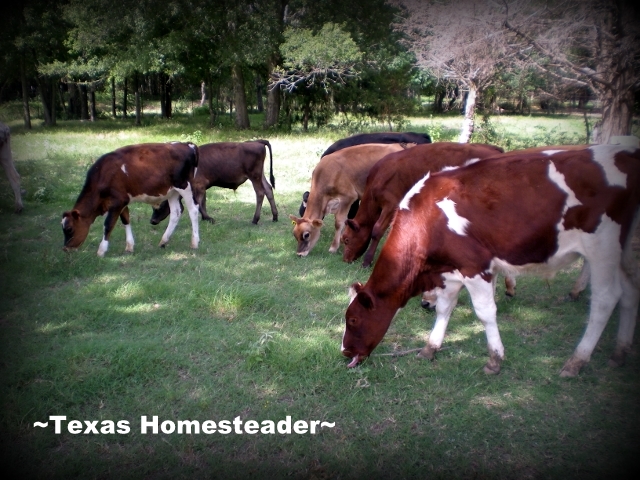 Jersey-mix steers grazing on green grass at Texas Homestead. #TexasHomesteader