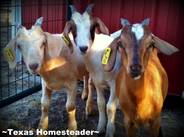 We recently purchased Boer/Kiko cross goats and plan to use them for brush control on our Texas homestead. #TexasHomesteader