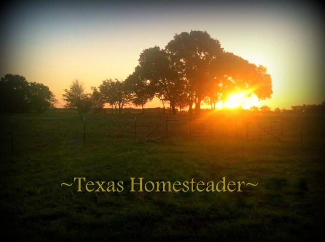 Did you ever wonder what a typical day at our NE Texas homestead looks like? C'mon with me for A Day... #TexasHomesteader