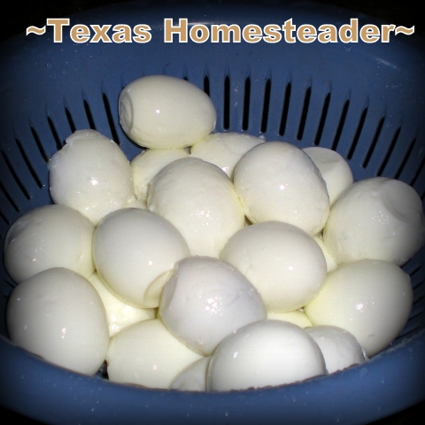 Trying to peel boiled eggs? Wanna know the secret of peeling VERY fresh eggs easier?? No more mangled mess! #TexasHomesteader