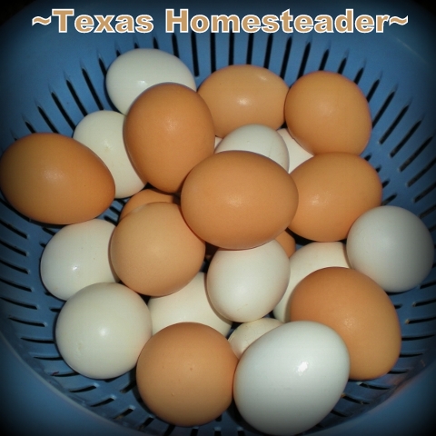 I've put back plenty of fresh eggs in the refrigerator to last until we get backyard hens next spring. #TexasHomesteader