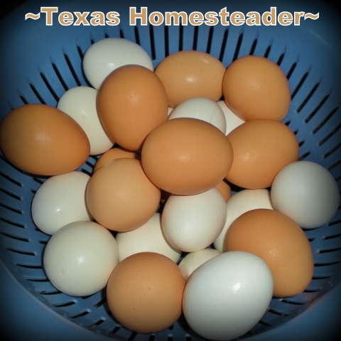 Saving Money: bartering with neighbors. Our free-range chickens provide many eggs. #TexasHomesteader