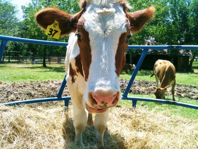 It's a sad fact of ranching life that sometimes you lose an animal to sickness or injury but doubly painful when you lose a calf from the seller's omission #TexasHomesteader