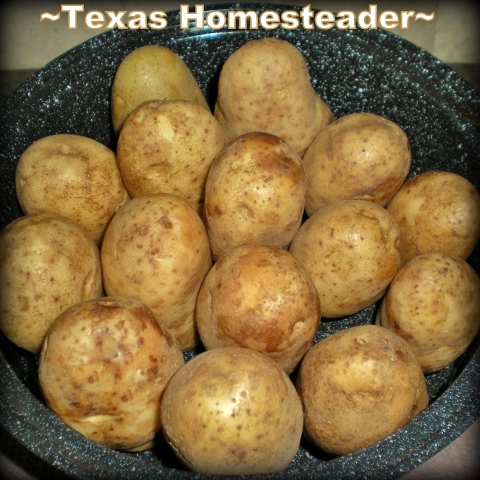 Cooking many whole potatoes in a black enameled pan with lid. #TexasHomesteader