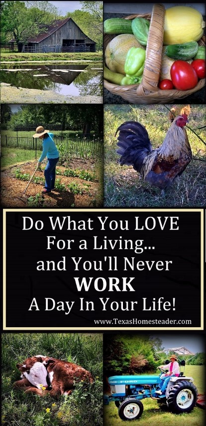 Do what you love for a living and you'll "Never Work A Day in Your Life". How true this wise old statement is! See what it means to me. #TexasHomesteader