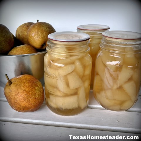 I always need clean empty jars when canning food such as these pears simmered in light vanilla-flavored syrup is a favorite dessert. #TexasHomesteader