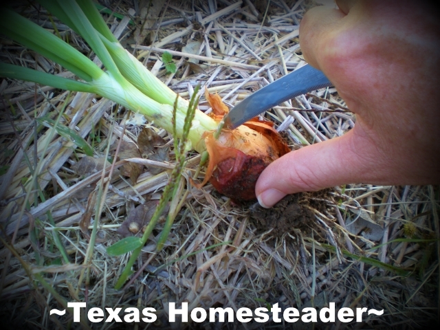 Where I thought were only dead onions are now green sprouts. I've dug the doubled-up onions, separated them & replanted. #TexasHomesteader