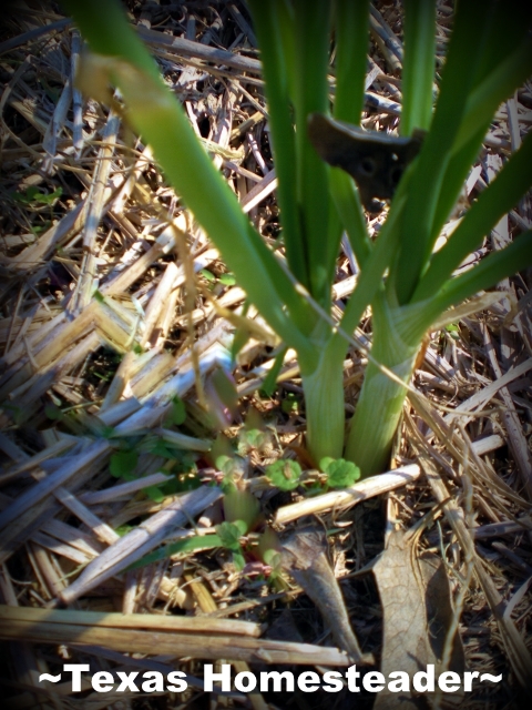 Where I thought were only dead onions are now green sprouts. I've dug the doubled-up onions, separated them & replanted. #TexasHomesteader