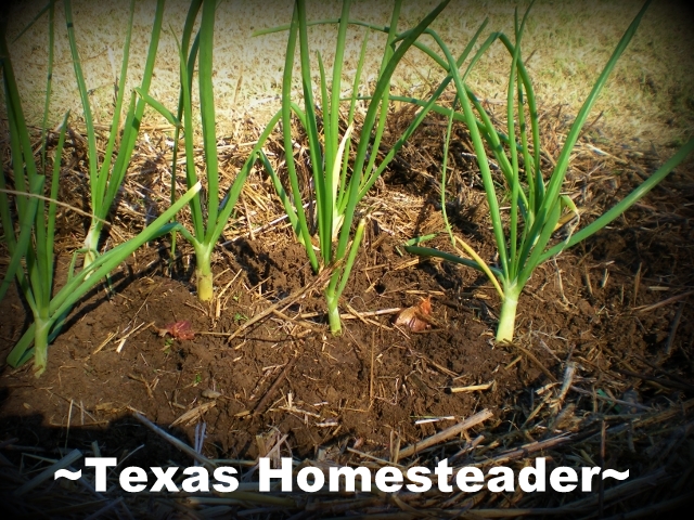 Where I thought were only dead onions are now green sprouts. I've dug the doubled-up onions, separated them & replanting onions. #TexasHomesteader