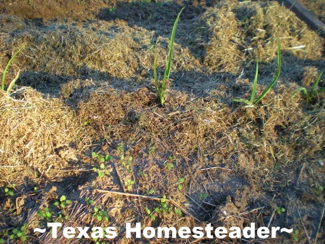 Where I thought were only dead onions are now green sprouts. I've dug the doubled-up onions, separated them & replanted. #TexasHomesteader