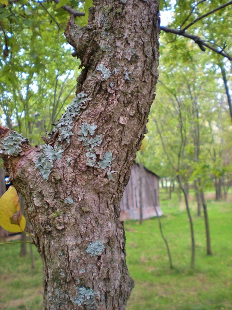 Soap That Grows On Trees? I've discovered Western Soapberry Trees on our property. How exciting to think these trees provide us more natural cleaning! #TexasHomesteader