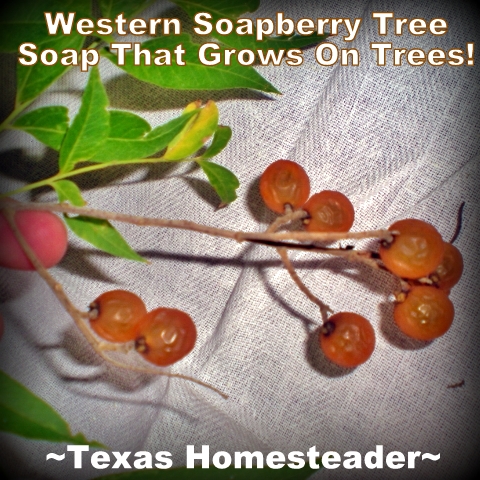 Western Soapberry Tree grows saponin-filled soapberries for a natural shampoo.