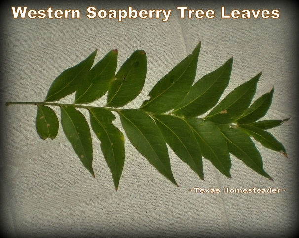 Soap That Grows On Trees? I've discovered Western Soapberry Trees on our property. How exciting to think these trees provide us more natural cleaning! #TexasHomesteader