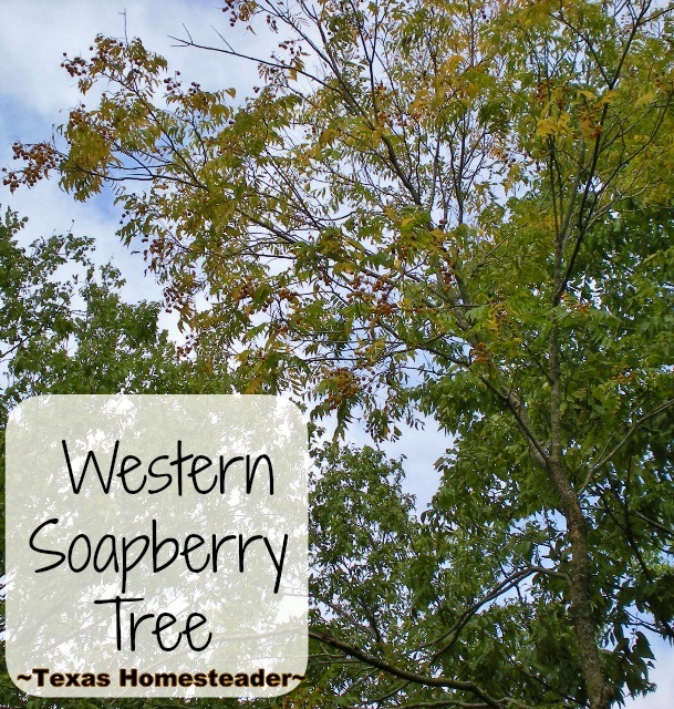 Soap That Grows On Trees? I've discovered Western Soapberry Trees on our property. How exciting to think these trees provide us more natural cleaning! #TexasHomesteader