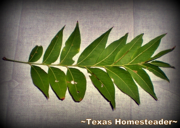 Soap That Grows On Trees? I've discovered Western Soapberry Trees on our property. How exciting to think these trees provide us more natural cleaning! #TexasHomesteader